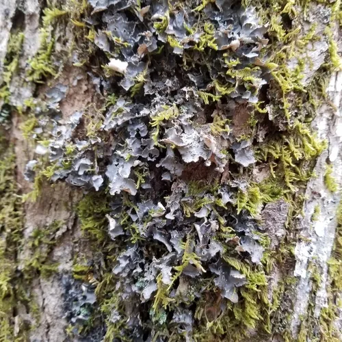 Powdery Kidney Lichen