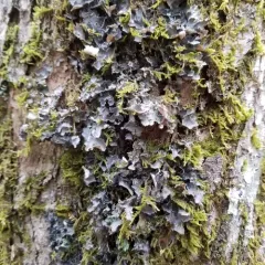 Powdery Kidney Lichen thumbnail 1