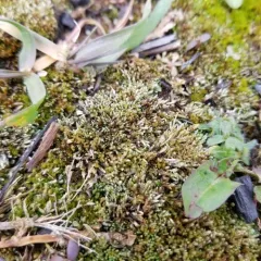Silvery Bryum thumbnail 1