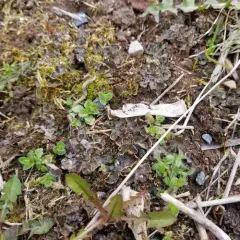 alternating dog lichen thumbnail 3