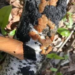 birch jelly thumbnail 2
