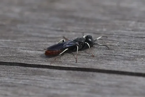 Orussus occidentalis