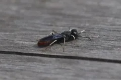 Orussus occidentalis thumbnail 1