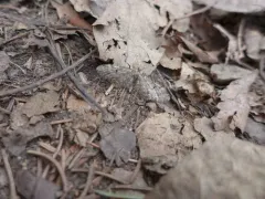 Larch Pug Moth thumbnail 1