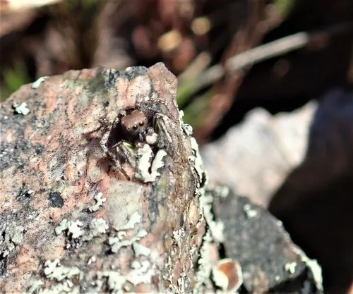 Habronattus calcaratus