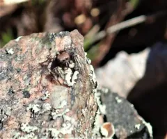 Habronattus calcaratus thumbnail 1