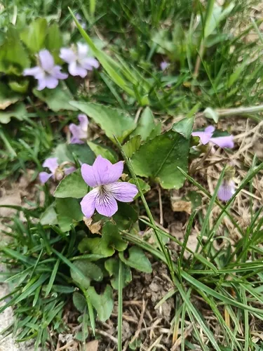Great Plains riverside violet