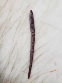 Checkered wolf eel thumbnail 2