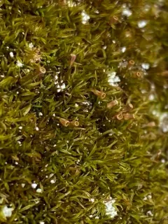 Lapland Amphidium Moss thumbnail 2