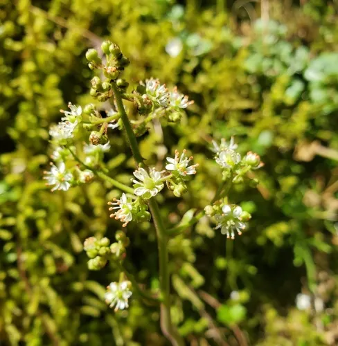 Marshall's saxifrage
