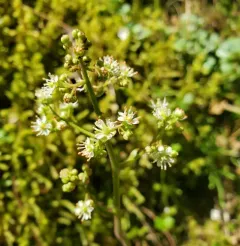 Marshall's saxifrage thumbnail 1