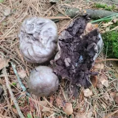 Tumbling puffball thumbnail 1