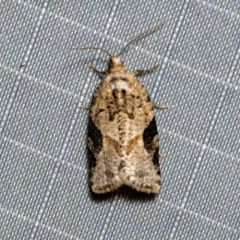 Gray-banded Leafroller Moth thumbnail 1