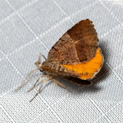 Orange Wing