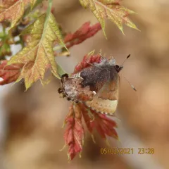 Henry's Elfin thumbnail 4