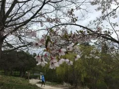 Japanese Cherry thumbnail 4