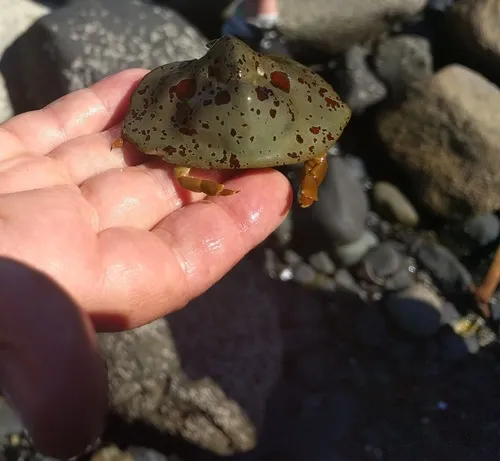 Umbrella Crab