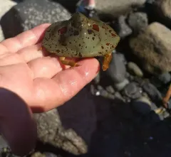 Umbrella Crab thumbnail 1