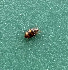 Four-spotted Hairy Fungus Beetle thumbnail 2