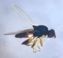 Elachiptera nigriceps thumbnail 3