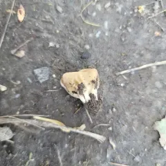 Vinegar Cup thumbnail 3