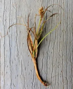 sanddune sedge thumbnail 4