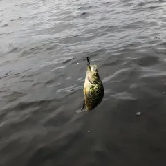 Black Crappie thumbnail 2