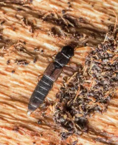 Charhyphus picipennis thumbnail 4