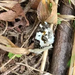Western White-Ribboned Carpet thumbnail 1