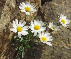 Evermann's Fleabane thumbnail 2