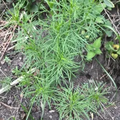 Whorled Coreopsis thumbnail 3