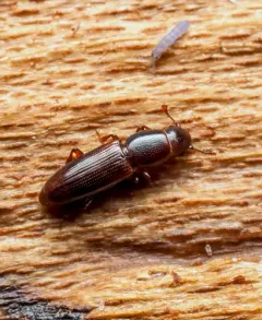 Rhizophagus dimidiatus thumbnail 2