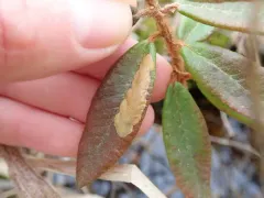Coleophora affiliatella thumbnail 2