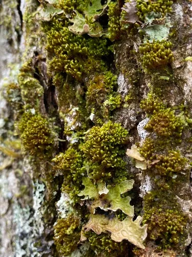 Zygodon conoideus