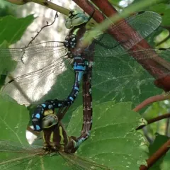 Lance-tipped Darner thumbnail 2