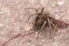 Five-striped Spider thumbnail 4