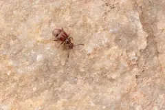 Brachygluta abdominalis thumbnail 3