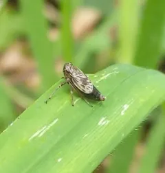 Hylaius oregonensis thumbnail 1