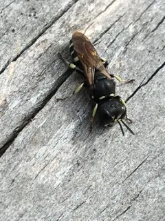 Ectemnius trifasciatus thumbnail 3