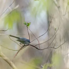 Blue-gray Gnatcatcher thumbnail 3