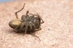 Saltmarsh Thin-legged Wolf Spider thumbnail 3