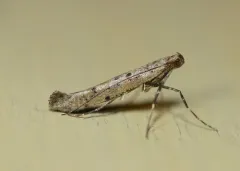 Caloptilia strictella thumbnail 2