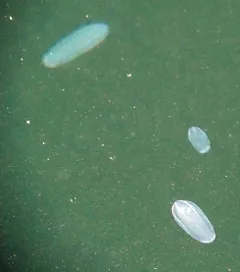 Abyssal Comb Jelly thumbnail 2