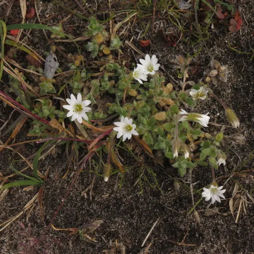 bering mouse-ear chickweed