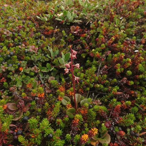 Arctic wintergreen