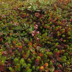 Arctic wintergreen thumbnail 1