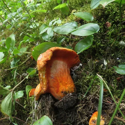 lobster mushroom