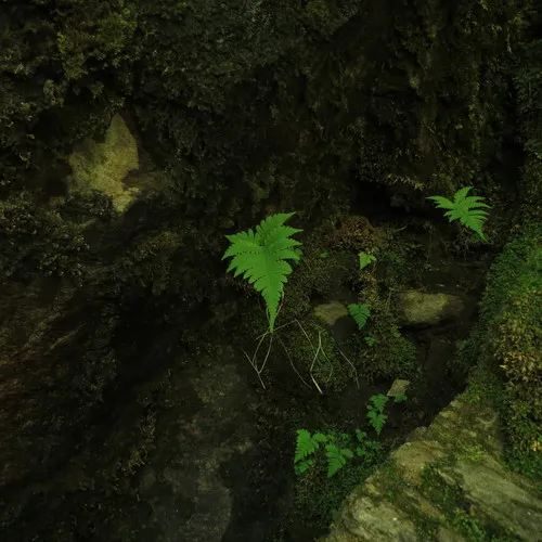 long beech fern