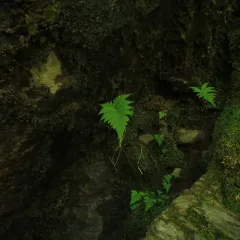 long beech fern thumbnail 1