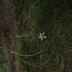 lesser rattlesnake plantain thumbnail 2